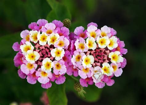 Flowers of Bangladesh: Lantana