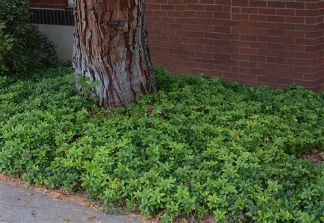 Pachysandra terminalis | Landscape Plants | Oregon State University