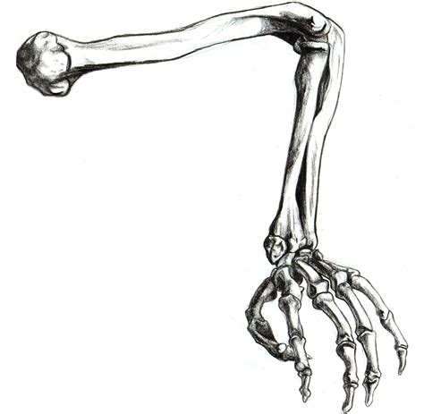 Skeleton Arm | BreejErickson | Skeleton drawings, Skeleton arm, Skeleton hands drawing