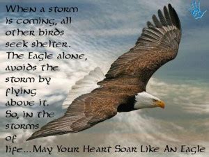 American Bald Eagle Quotes. QuotesGram