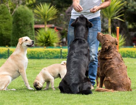 Dog Obedience Training in Toronto - The Dog Market