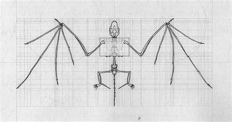 Bat Anatomy Drawing :: Behance