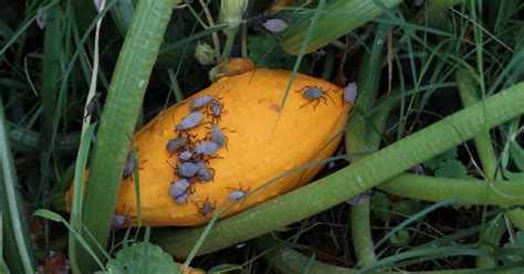 Control Squash Bugs 12 ways - How to Kill Squash Bugs