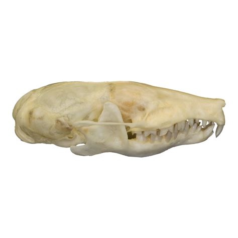 Real Eastern Mole Skull For Sale – Skulls Unlimited International, Inc.