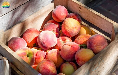 هلو (Peach) | خرید هلو آبدار و شیرین (قیمت مناسب + ارسال فوری) | سان میوه