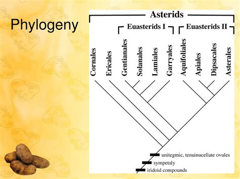 PPT - Asterids III – the end of the eudicots PowerPoint Presentation - ID:5415499