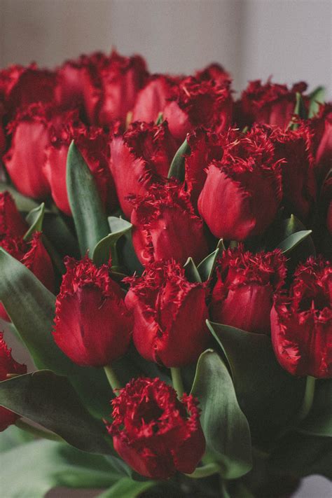 Artificial Red Tulips · Free Stock Photo