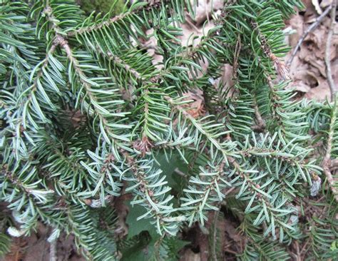 Balsam Fir Tree Seeds Pack abies Balsamea Tree Seeds for - Etsy