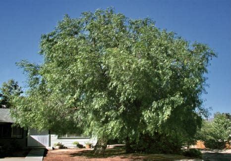 January 2021 Plant of the Month: California Pepper Tree – Public Works