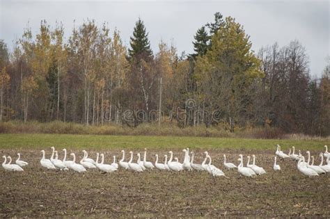 Winter is Coming. Crowd of Whooper Swans before Migration on ...