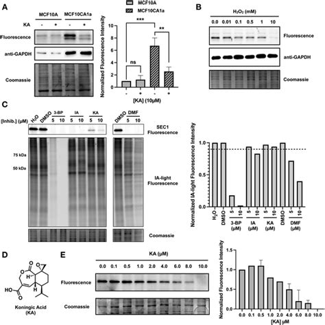 Monitoring GAPDH activity and inhibition with cysteine-reactive ...