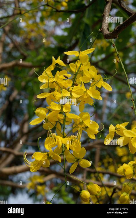 Cassia fistula flower ( Vishu Kani Konna flowers ) blossom on golden ...