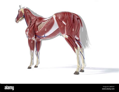 Muscular system of a horse, side perspective on white background Stock Photo - Alamy