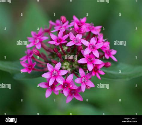 Egyptian Star Cluster Flower Stock Photo - Alamy