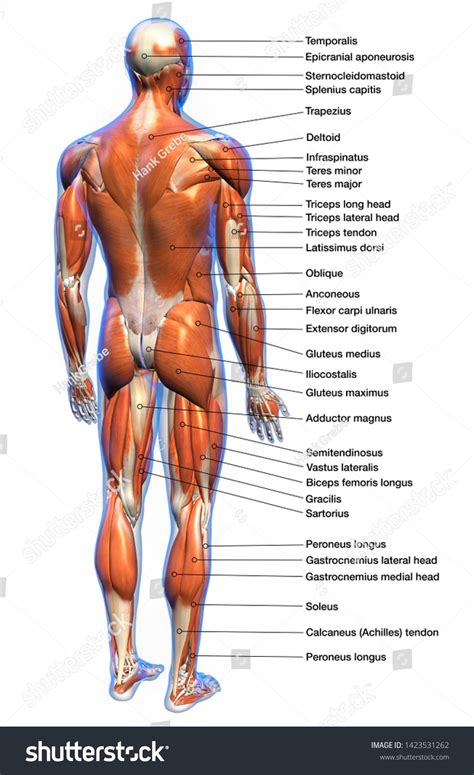 Labeled Male Human Body Muscle Anatomy Stock Illustration 1423531262 | Shutterstock