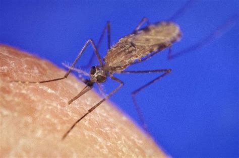 Ilmuwan temukan nyamuk malaria baru - National Geographic