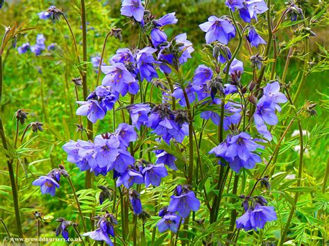 JACOBS LADDER - 100 SEEDS - Polemonium Caeruleum - Perennial Flower - Seeds & Bulbs