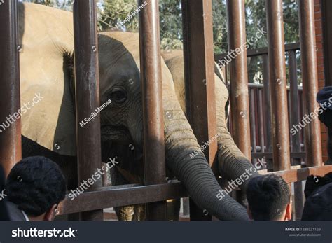 Baby Elephant Zoo Stock Photo 1289331169 | Shutterstock