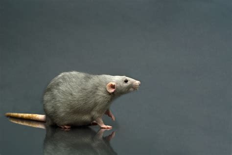 How to Breed Rats for Snake Food | Animals - mom.me