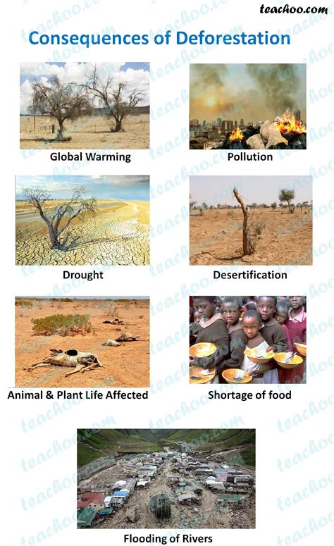 Water Cycle And Deforestation