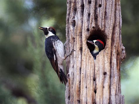 Acorn Woodpecker Bird Facts (Melanerpes formicivorus) | Birdfact