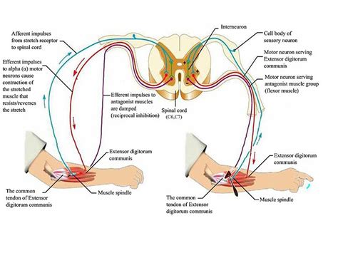 Difference Between Afferent and Efferent | Definition, Features, Function