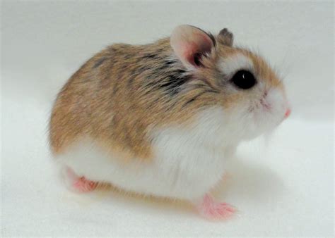 Dwarf Hamster Care: Roborovski, Russian & Chinese Hamster | Petco