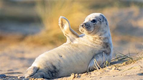 This Ridiculously Photogenic Baby Seal Will Steal Your Heart