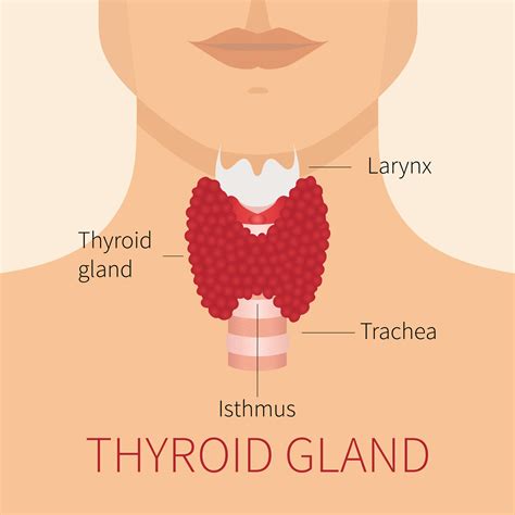 5 Thyroid Symptoms in Females | CentreSpringMD