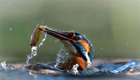 Photographer captures amazing images of kingfishers diving for food ...