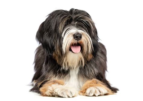 Tibetan terrier: Adaptability, grooming, training, and more