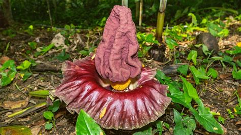 Top 10 World's Ugliest Flowers - Biologic Performance