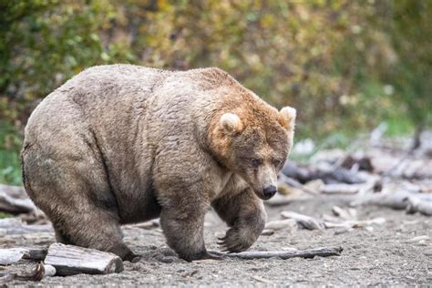 Fat Bear Week 2023 begins at Katmai National Park. Time to vote for ...