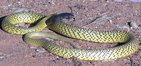 Gwardar or Western Brown Snake. Black-headed form from Mount Keith ...