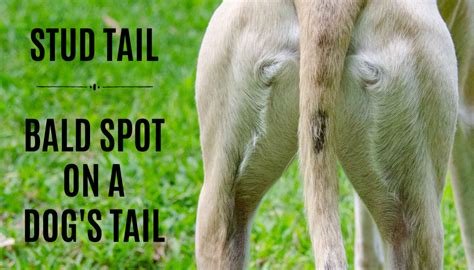 Stud Tail: Bald Spot on Dog Tail - Spoiled Hounds