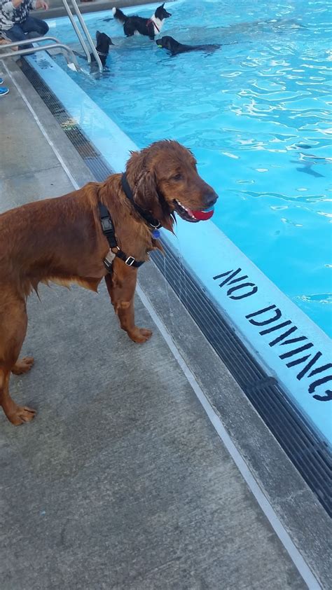 Dog Pool Party! ~ Life with Lolo