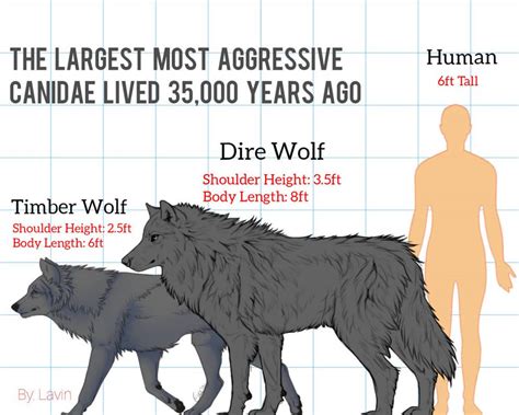 Dire Wolf Size Compared To Human