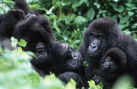 Mountain Gorillas Are Friendly with Some Neighbors