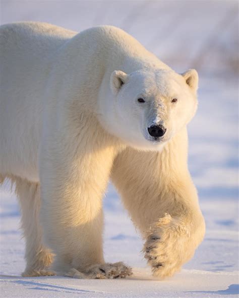 The biggest bear I've ever seen! Churchill, Manitoba. Sony a7R IV ...