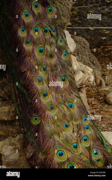 Peacock tail feathers Stock Photo - Alamy