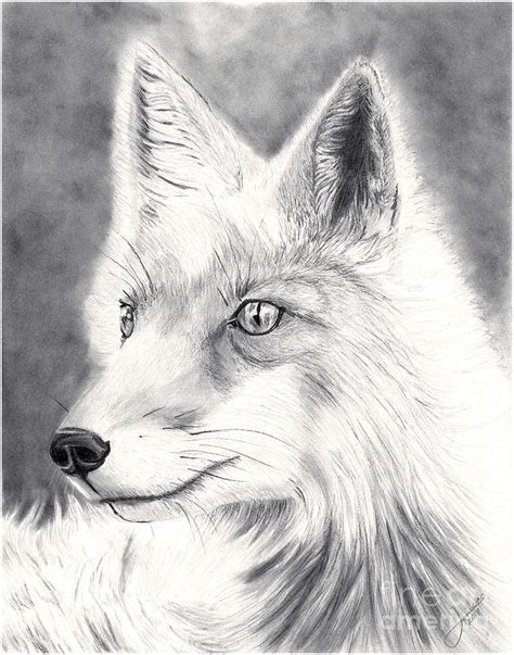 Arctic Fox Drawing