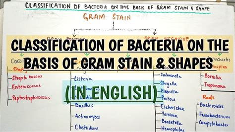 Classification of Bacteria on the basis of Gram Stain & Shapes ...