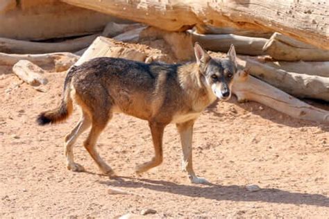 The Arabian Wolf: Characteristics, Behavior, and Habitat - My Animals