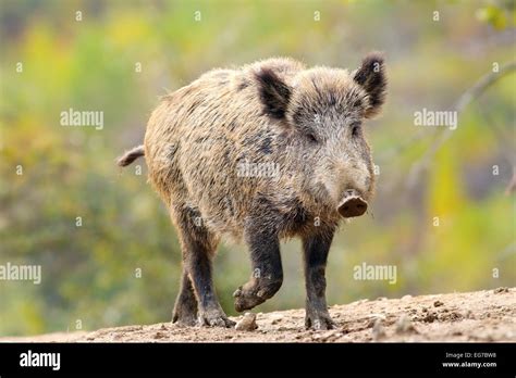 Wild boar habitat hi-res stock photography and images - Alamy