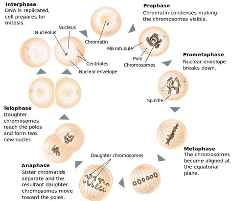 Stages Of Mitosis Diagram With Labels