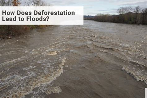 How Does Deforestation Lead to Floods and Droughts? | Earth Reminder