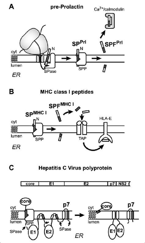 Generation of signal peptide fragments and their functions. A) The ...