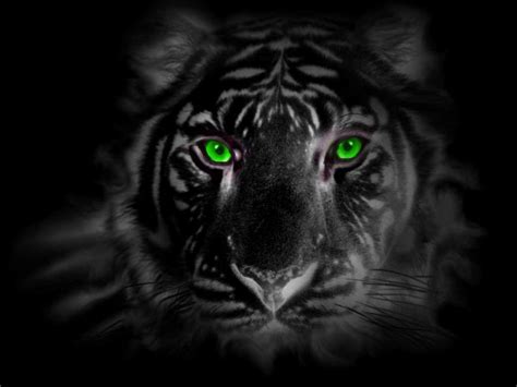 green eye tiger by tigerallied on DeviantArt