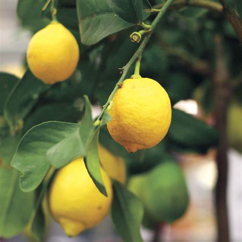 Citrus 'Eureka' Lemon | Eureka lemon, Eureka lemon tree, Lemon tree