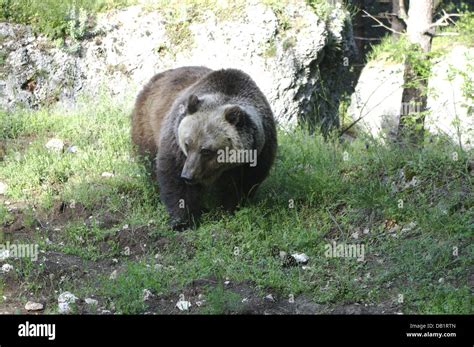 Marsican brown bear abruzzo hi-res stock photography and images - Alamy